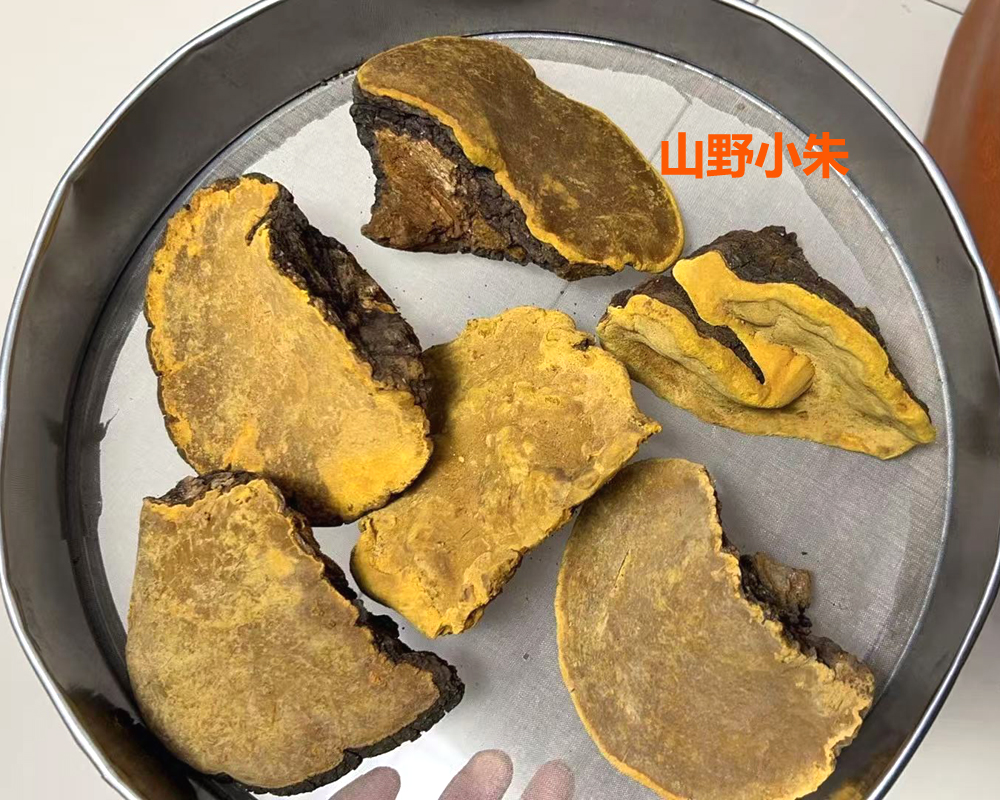 山野小朱桑樹桑黃