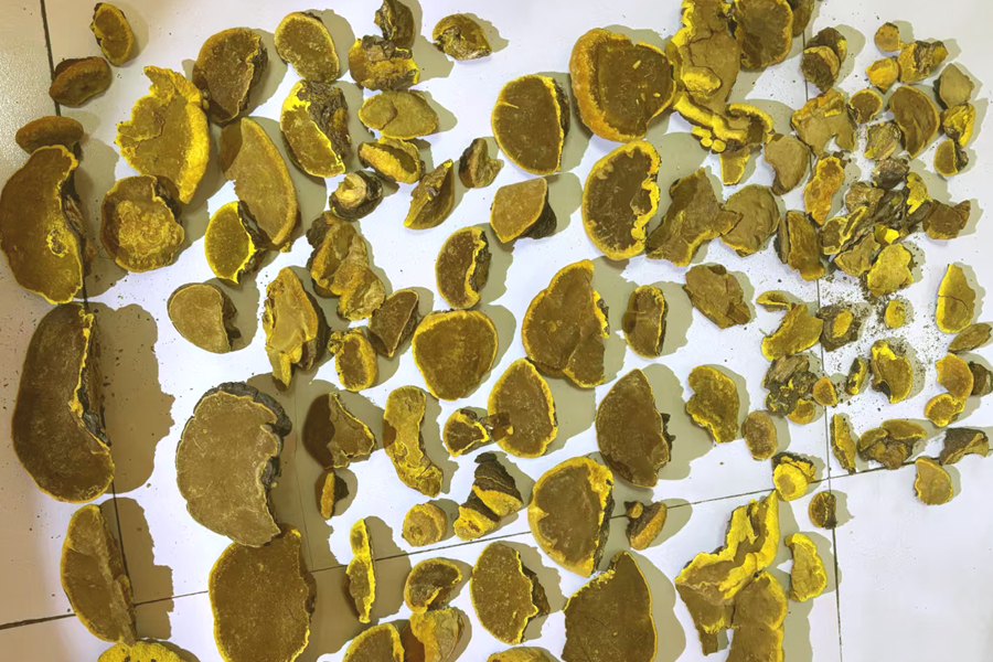 野生桑樹桑黃圖片