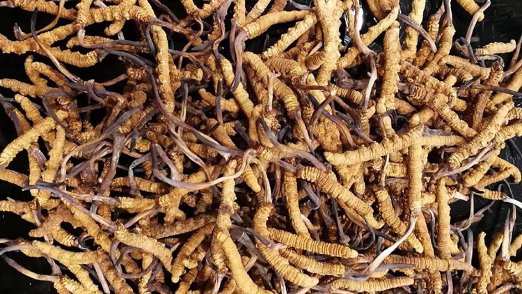 那曲冬蟲夏草散放宣傳圖片