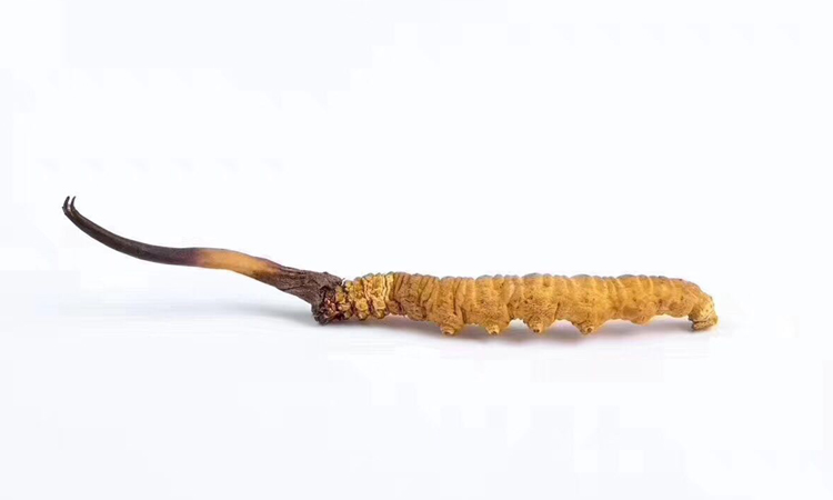 一條那曲冬蟲夏草宣傳素材