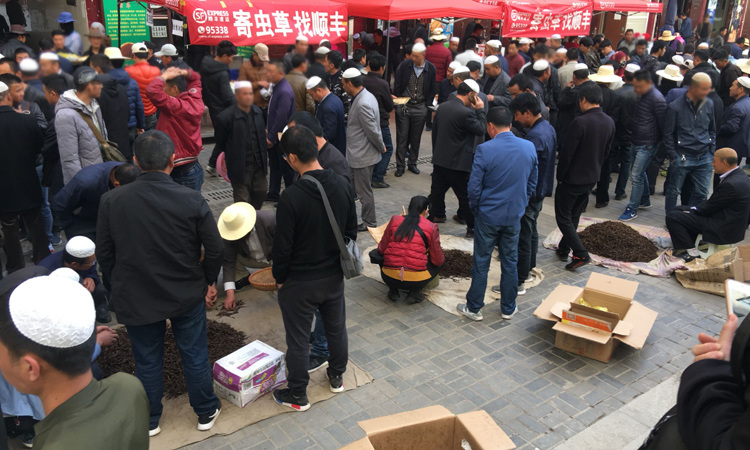 青海玖鷹蟲草市場圖片 青海玖鷹蟲草市場圖片