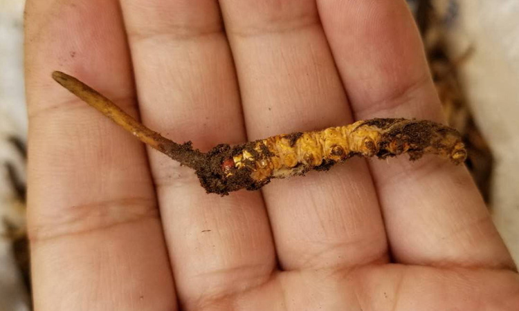 青海祁連新鮮蟲草圖片 青海祁連新鮮蟲草圖片