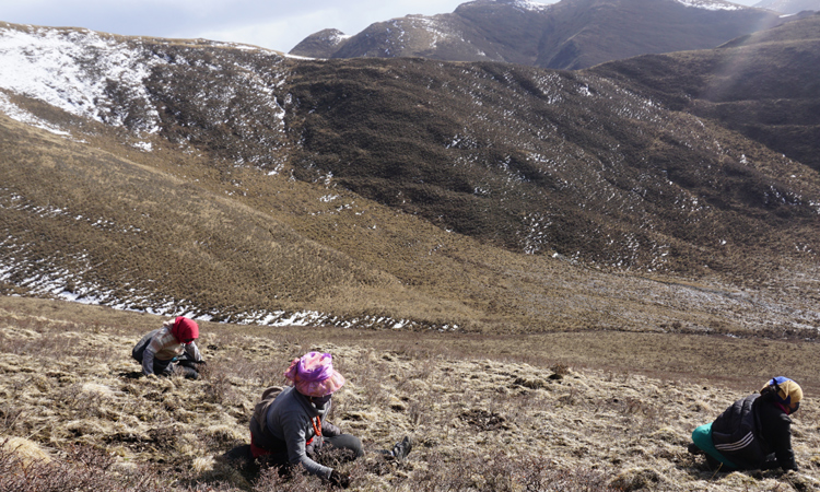 新鮮冬蟲夏草采挖現(xiàn)場(chǎng)圖片