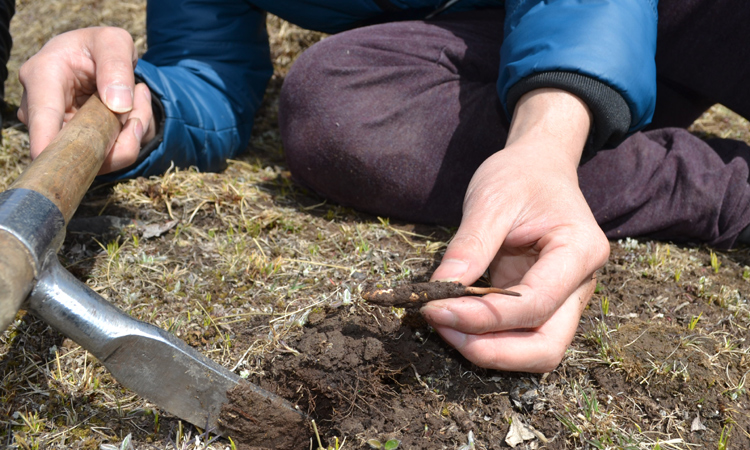 我展示挖到的一條新鮮蟲草