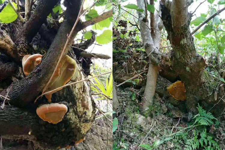 野生桑樹桑黃圖片