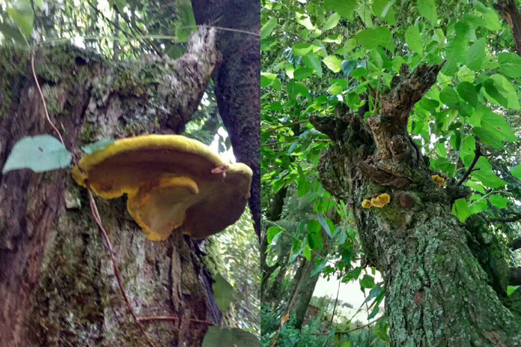 野生桑黃生長在桑樹上的圖片