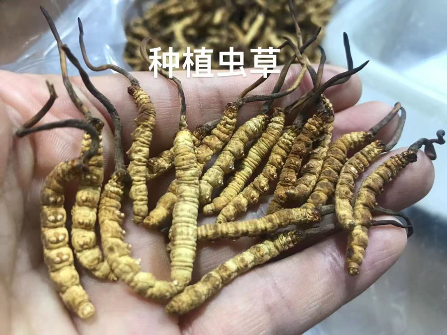 凍干蟲草圖片