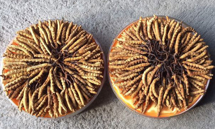 凍干冬蟲夏草圖片