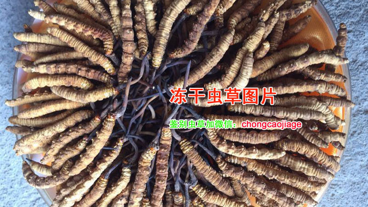 凍干蟲草照片