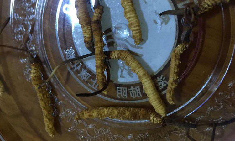 凍干蟲草的樣子