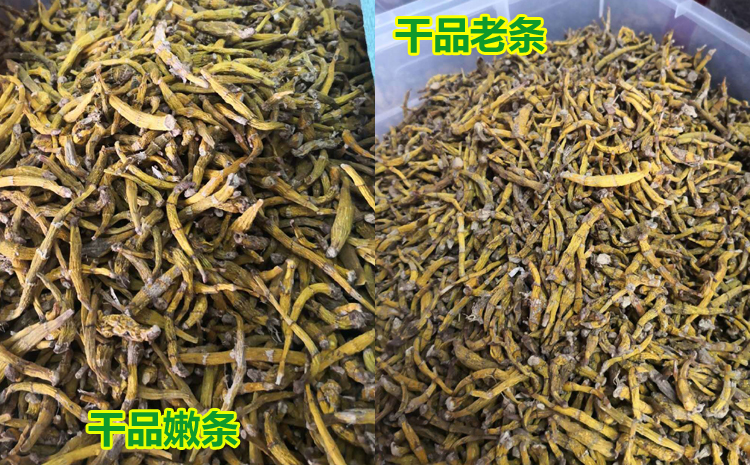 虎牙石斛鮮品和干品圖片 虎牙石斛鮮品和干品圖片