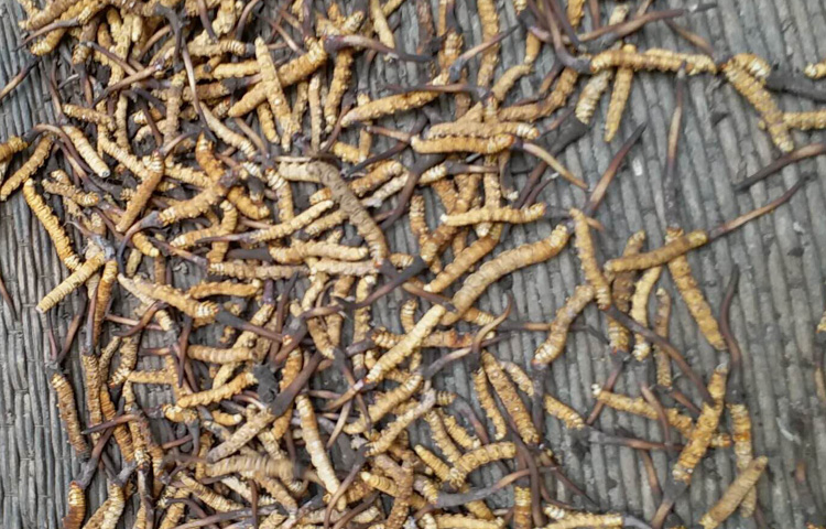 瑪曲新鮮蟲草圖片 瑪曲新鮮蟲草圖片