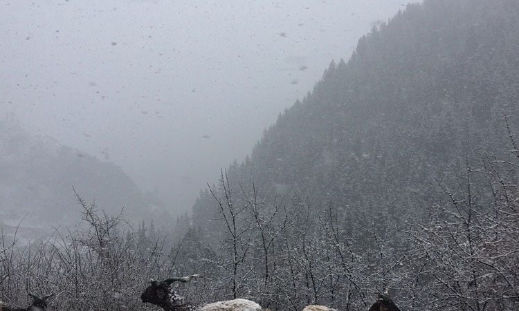 雪中松林 雪中松林