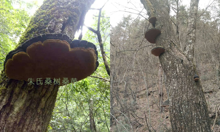 在野生桑樹上的桑黃圖片