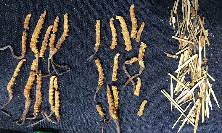 冬蟲夏草斷草拔掉竹簽后的圖片 冬蟲夏草斷草拔掉竹簽后的圖片