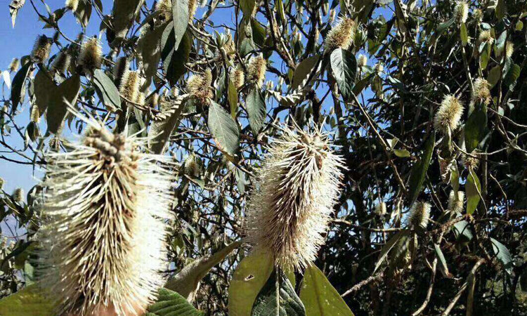 黑蜜蜜源米團花圖片 黑蜜蜜源米團花圖片