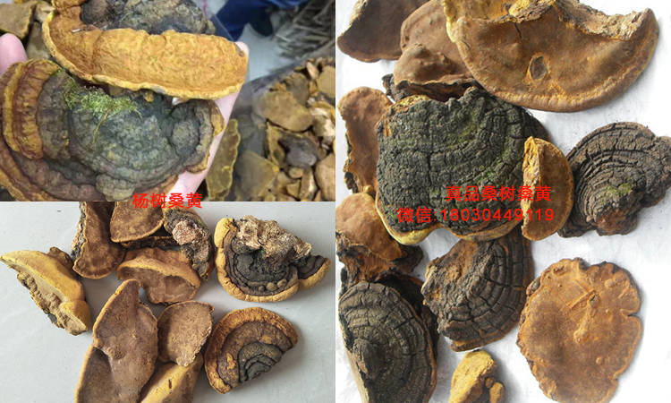 楊樹桑黃和桑樹桑黃對比圖片 楊樹桑黃和桑樹桑黃對比圖片