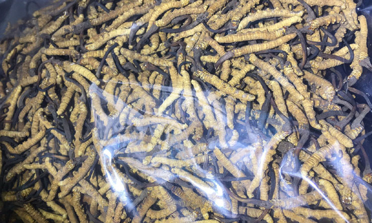 青海冬蟲夏草圖片 青海冬蟲夏草圖片