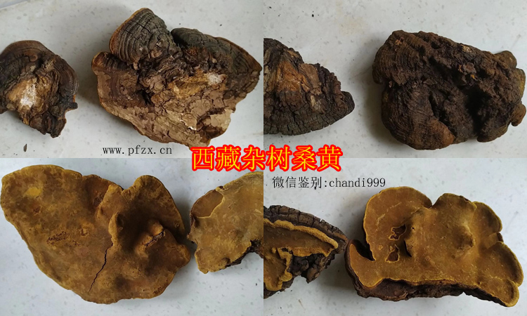 西藏雜樹桑黃圖片 西藏雜樹桑黃圖片