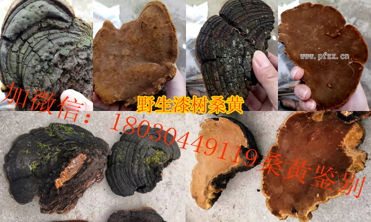 野生漆樹桑黃圖片 野生漆樹桑黃圖片