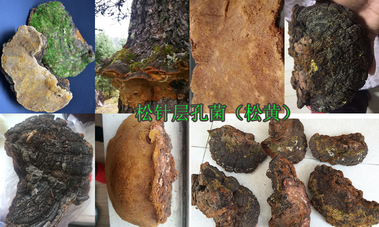松針層孔菌圖片 松針層孔菌圖片