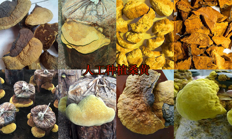 人工種植桑黃圖片 人工種植桑黃圖片