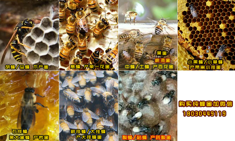 蜜蜂的種類對比圖片 蜜蜂的種類對比圖片