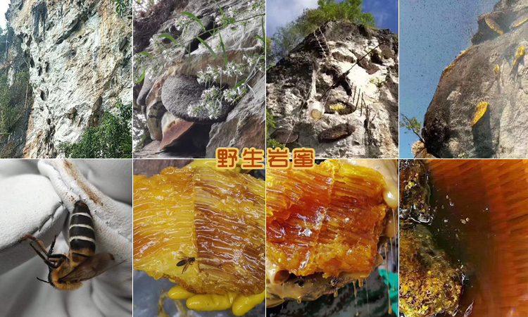 巖蜂蜜圖片 巖蜂蜜圖片