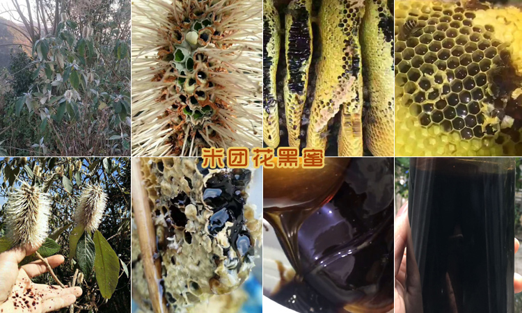 米團花黑蜜圖片 米團花黑蜜圖片