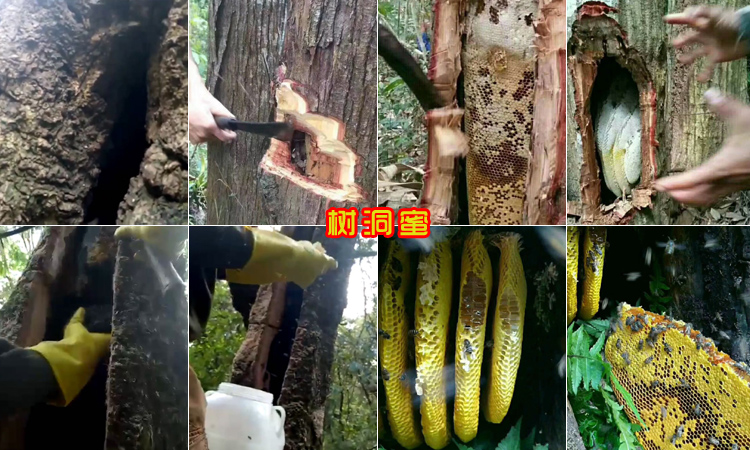 野生樹洞蜜圖片 野生樹洞蜜圖片