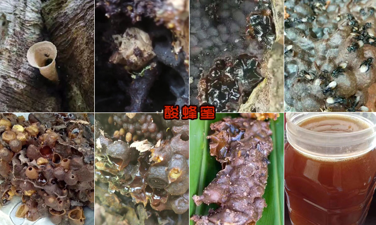 樹酸蜂蜂蜜圖片 樹酸蜂蜂蜜圖片