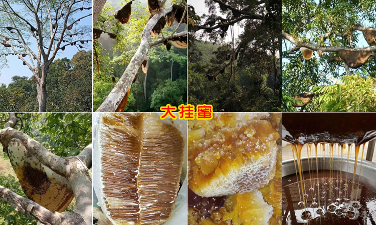 野生大掛蜜圖片 野生大掛蜜圖片