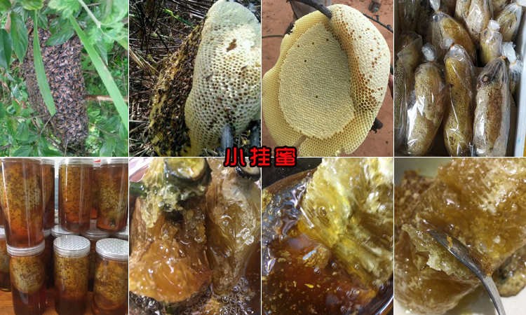 野生小掛蜜圖片 野生小掛蜜圖片