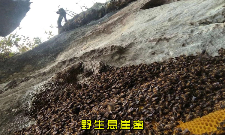 野生懸崖蜂蜜采摘圖片