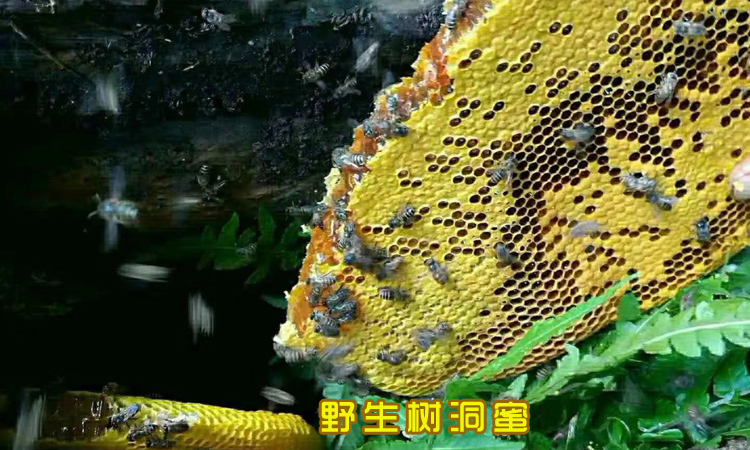 野生樹洞蜜圖片